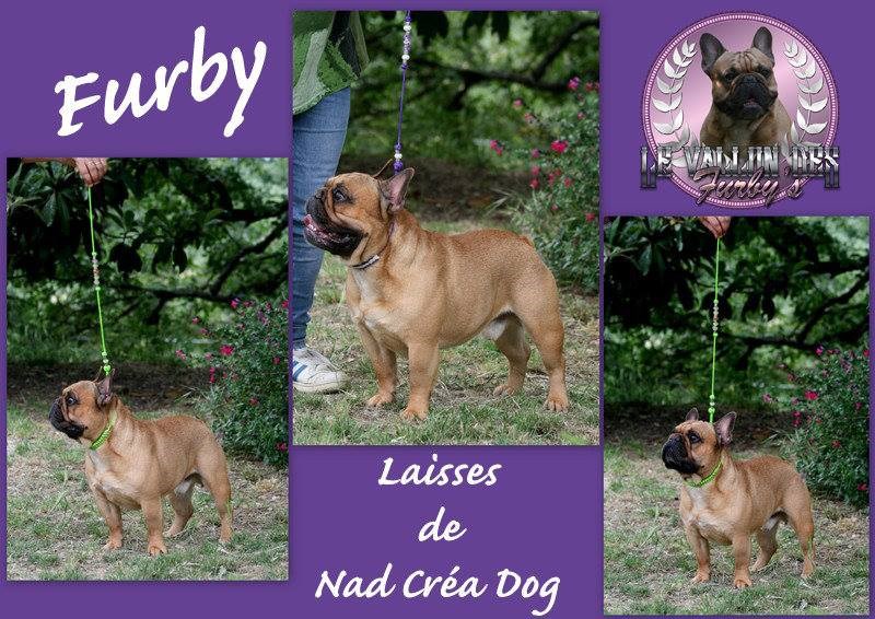 http://duvallondesfurbys.chiens-de-france.com/bouledogue-francais.html
