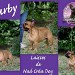 http://duvallondesfurbys.chiens-de-france.com/bouledogue-francais.html